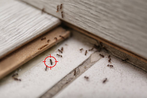 Best Cockroach Control Services  in Anaconda, MT