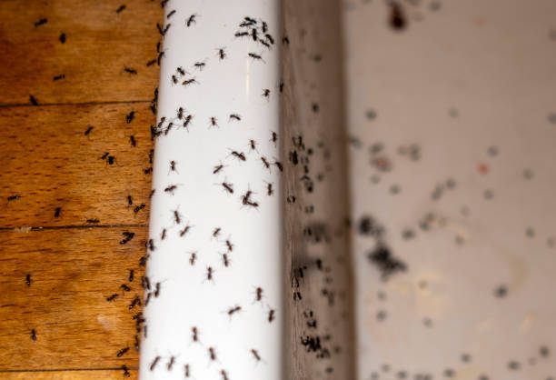 Best Cockroach Control Services  in Anaconda, MT