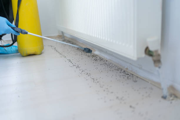 Professional Pest Control in Anaconda, MT